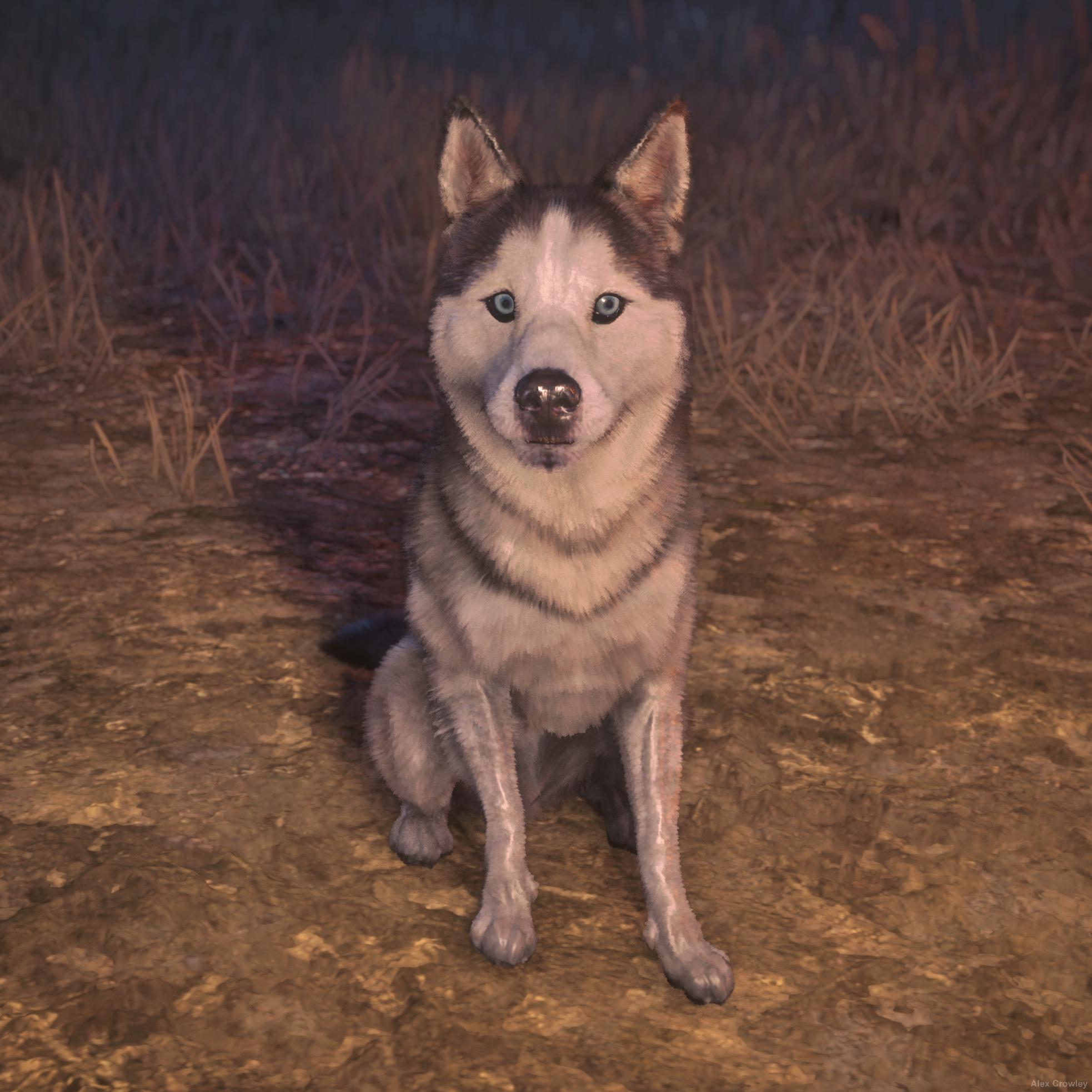 husky_300_tl.jpg